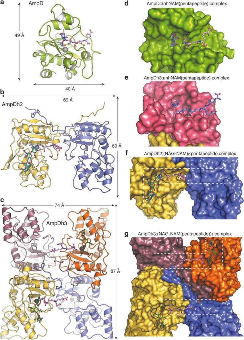 Oligomeric state and cell wall binding in AmpD enzymes (Ivanna Rivera, et al., 2022)