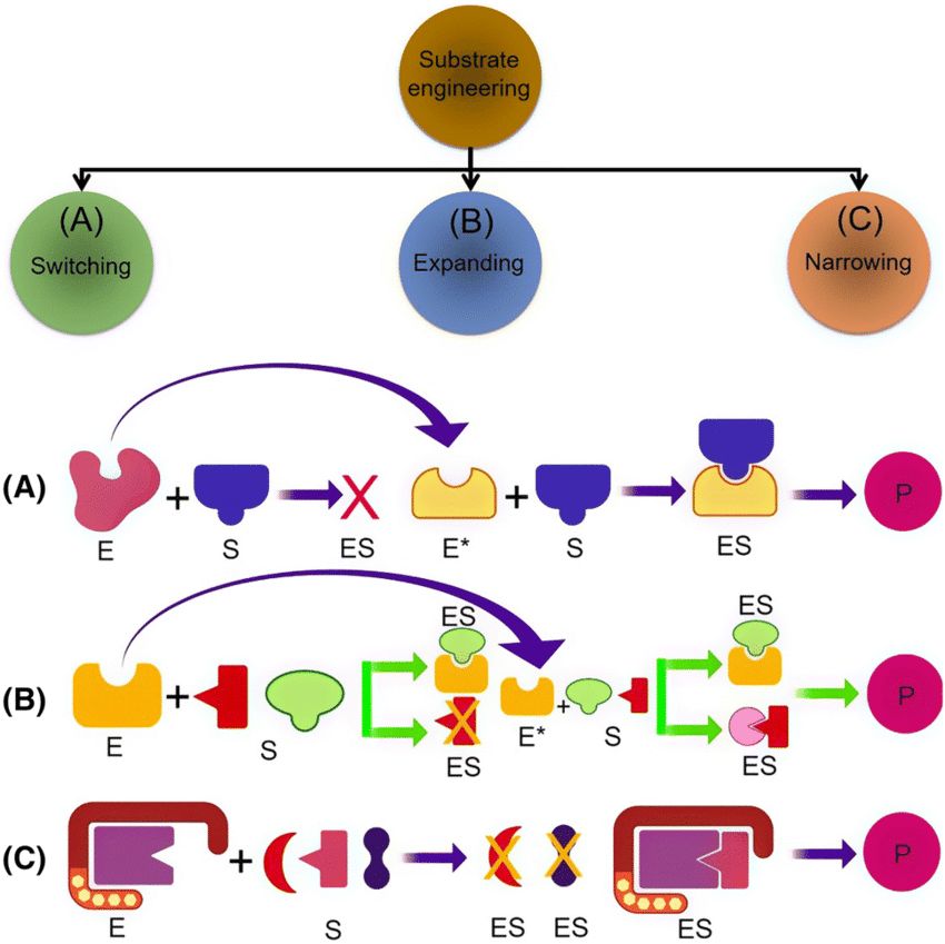 Substrate engineering approaches and manipulation of substrate specificity of the enzyme with suitable schematic examples (Muhammad B. and Hafiz I., 2019)