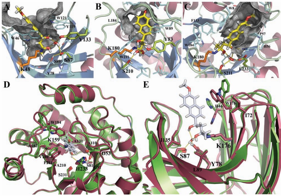 Structures of designed enzymes(L Jiang, et al., 2008)