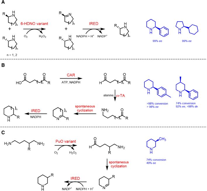 Overview of enzymatic cascades for the synthesis of chiral substituted piperidines and pyrrolidines heterocycles through a deracemization of chiral amines (Maike Lenz, 2017)