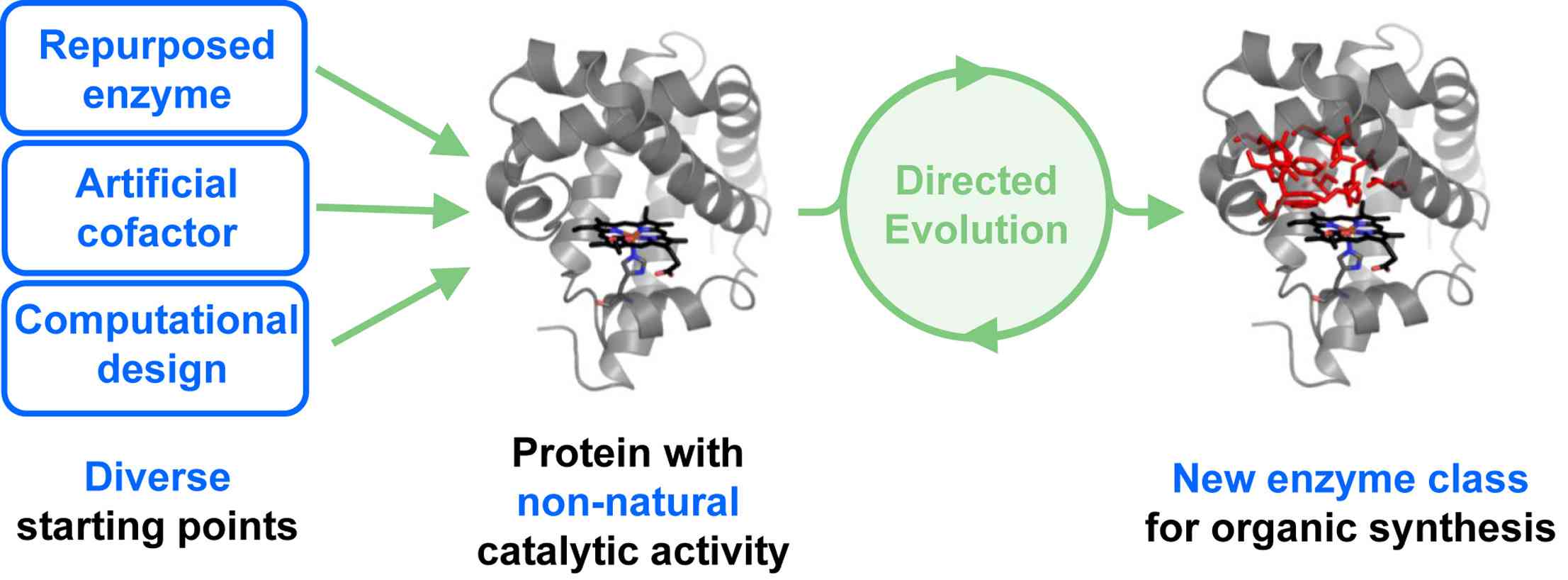 Design and evolution of enzymes for non-natural chemistry (Stephan C. H., 2017)