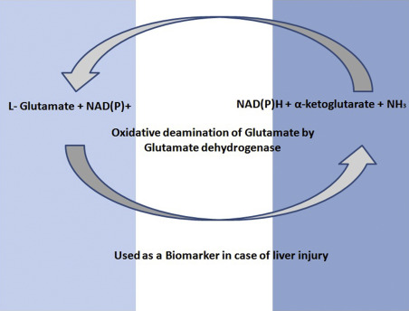 Glutamate dehydrogenase is used to detect liver injury.