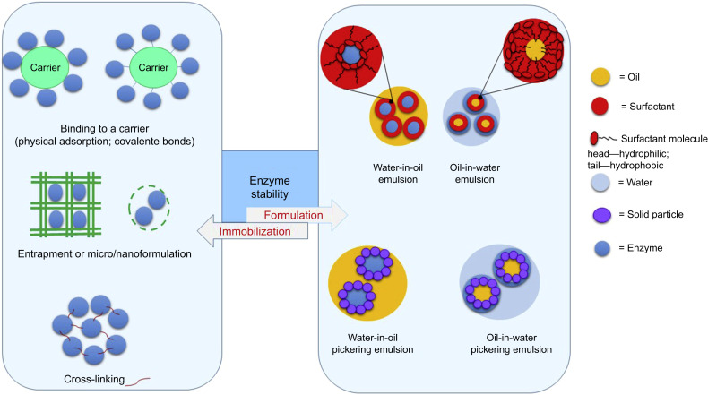 Enzyme stabilization for biotechnological applications (Madalena Martins, et al., 2019)