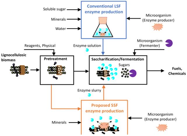 Two methods of on-site enzyme production annexed to the main process line of biomass utilization (Satoru S. and Shigenobu M., 2020)