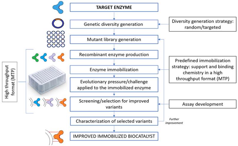 A process of re-engineering enzymes to satisfy the large-scale production (Roha Riaz, et al., 2022)