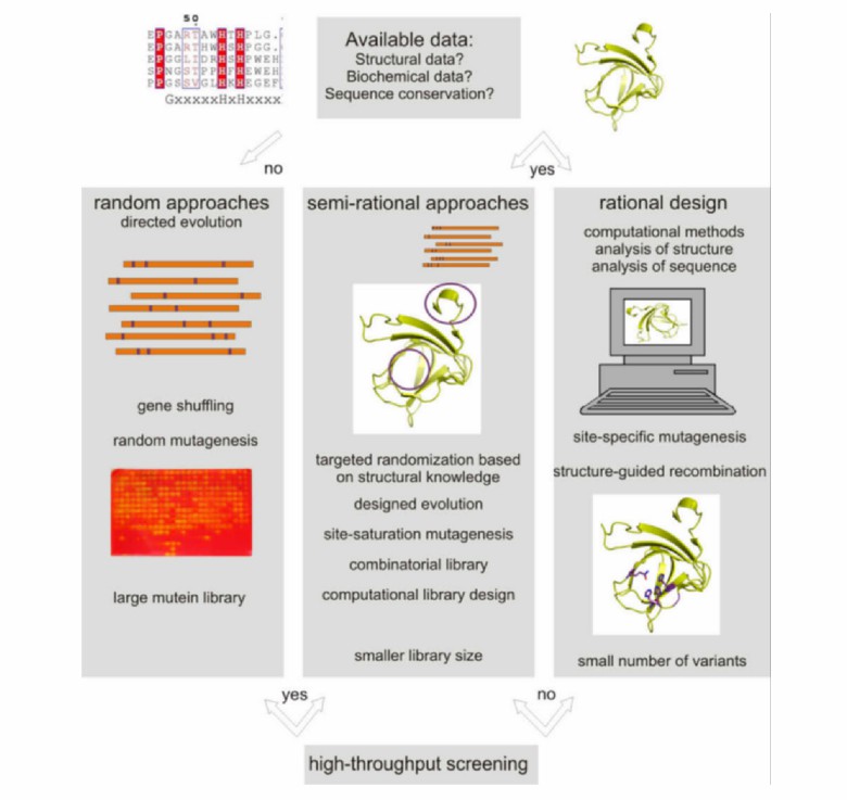 Enzyme Discovery and Design (K Steiner,, et al., 2012)