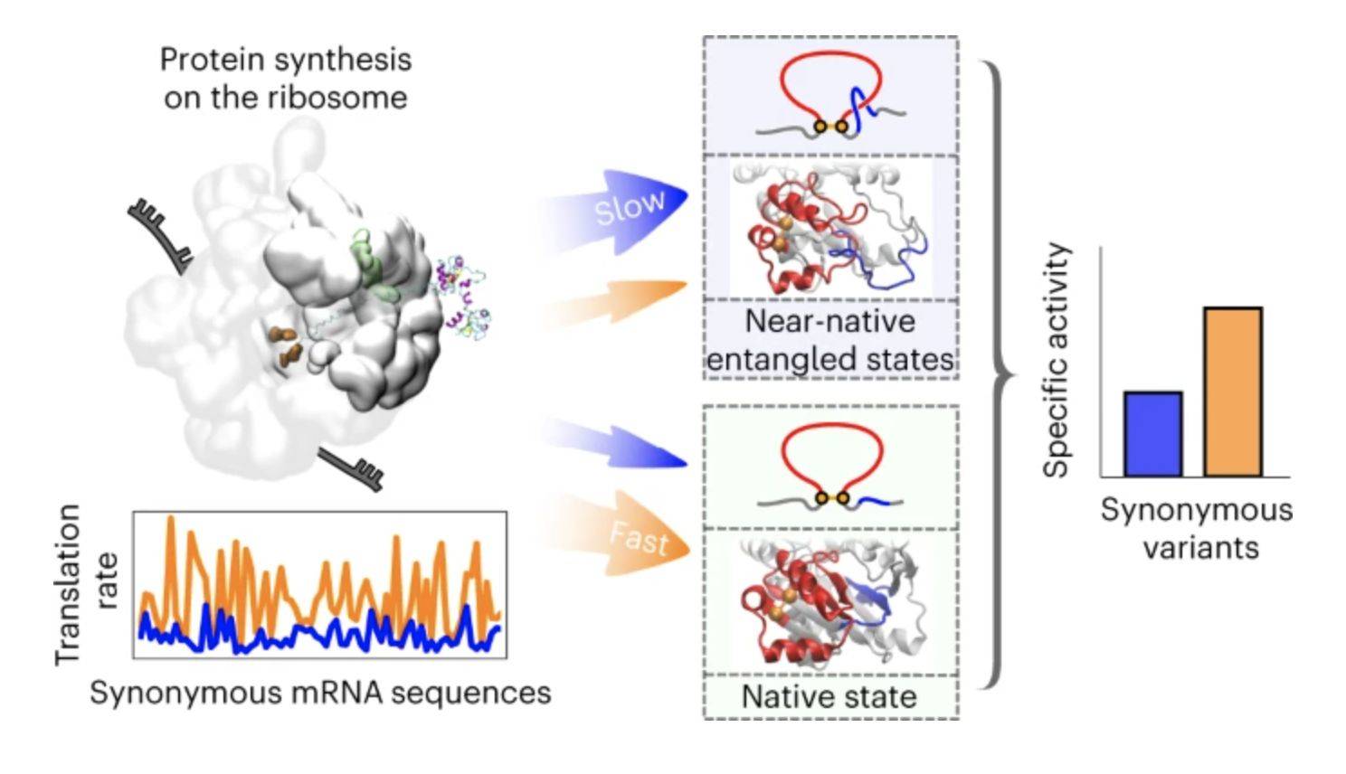 Synonymous mutations alter enzyme structure and function over long timescales (Wei Gu, et al., 2015)
