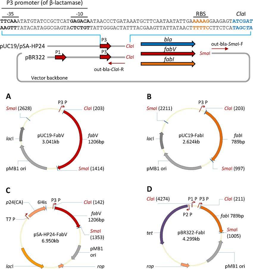 Construction of FabV and FabI-containing plasmid vectors (Syed A A. and Yik Wei C., 2015)