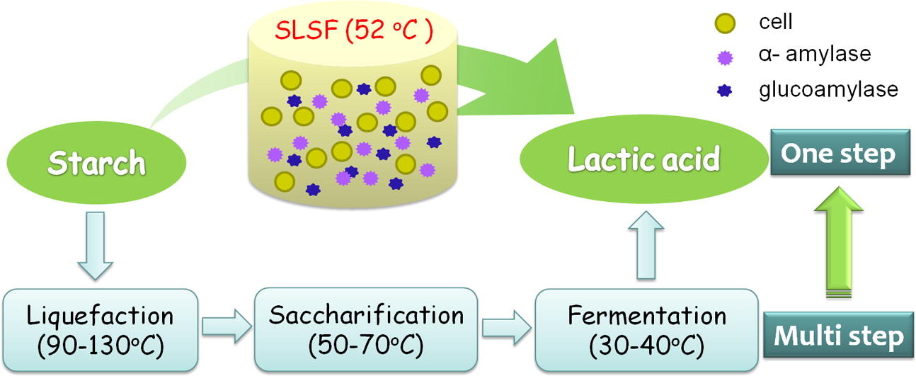 Fermentation of lactic acid production from inedible starch biomass using enzymes.