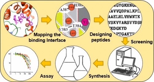 Fig. 1 Rational design of novel peptide ligands based on Knob–Socket-based for improved recognition of specific binding.