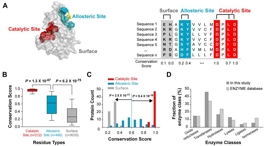 Rational engineering of enzyme allosteric regulation through sequence evolution analysis (Jae-Seong Yang, et al., 2012)