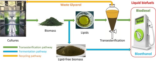 Production of biodiesel and bioethanol through the utilization of Scenedesmus obliquus