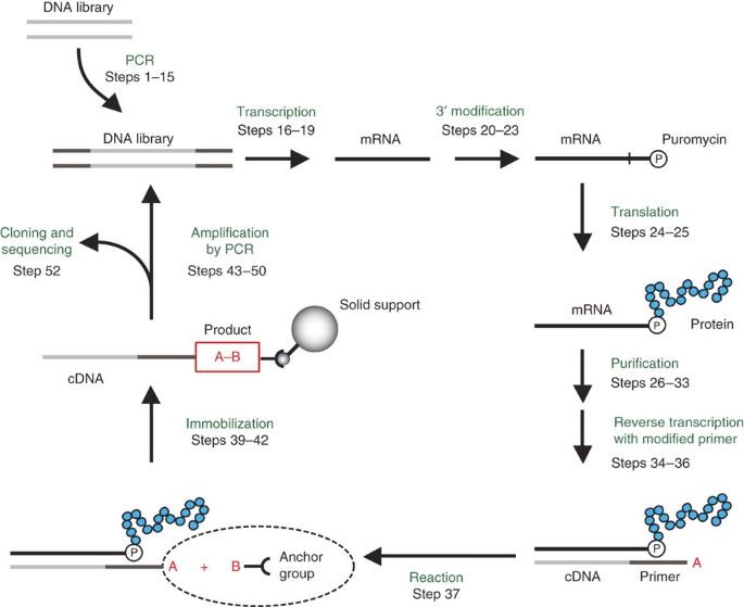 mRNA display for the selection and evolution of enzymes from in vitro-translated protein libraries (Burckhard Seelig, 2011)