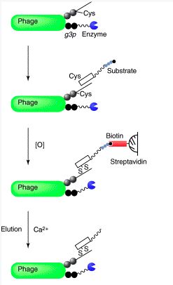 Phage display as a tool for the directed evolution of enzymes (Ana Fernandez-Gacio, 2003)