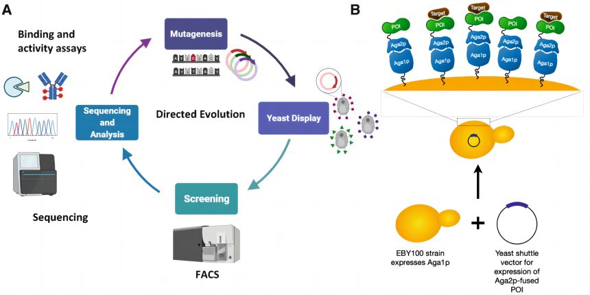 Yeast Surface Display-based Enzyme Directed Evolution (Maryam R. and Eric T. B., 2022)