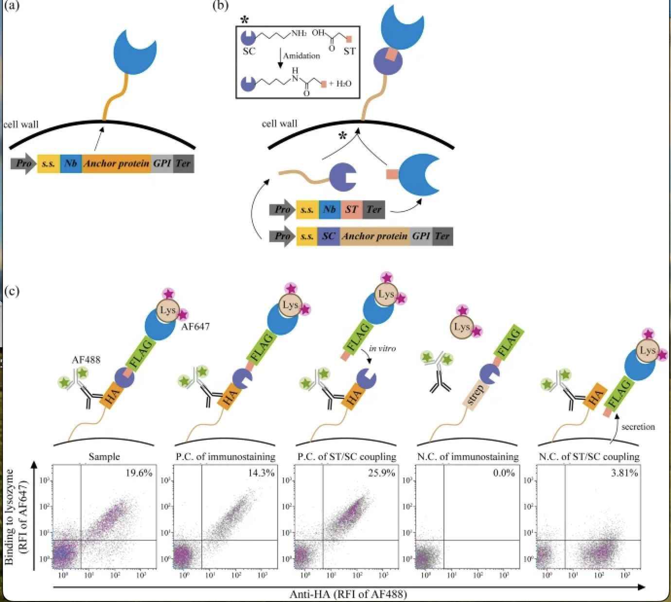 Development of a yeast cell surface display method using the SpyTag/SpyCatcher system (Kaho Kajiwara, et al., 2021)