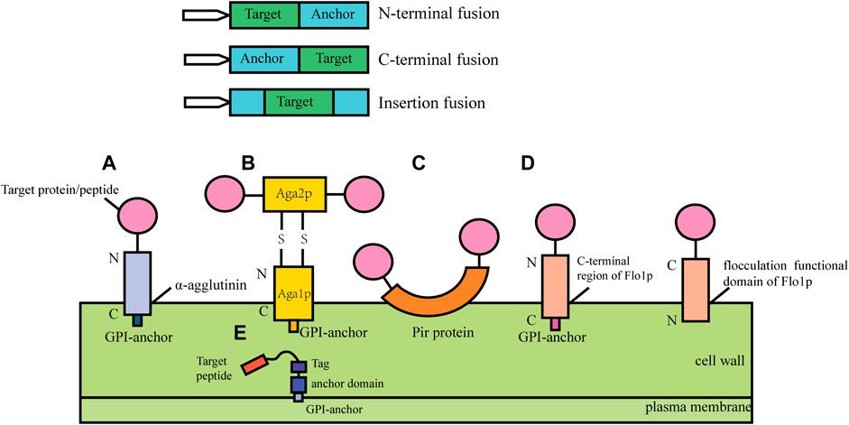 Cell surface display systems in S. cerevisia (Chenmeng Zhang, et al., 2022)