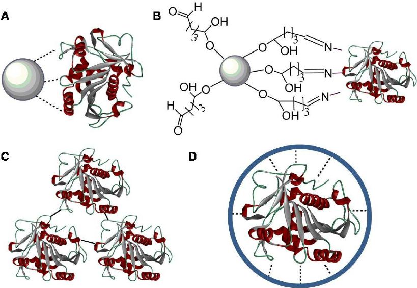 Enzyme stabilization by immobilization introduces additional covalent and non-covalent forces to an external matrix (Raushan Kumar Singh, et al., 2013)