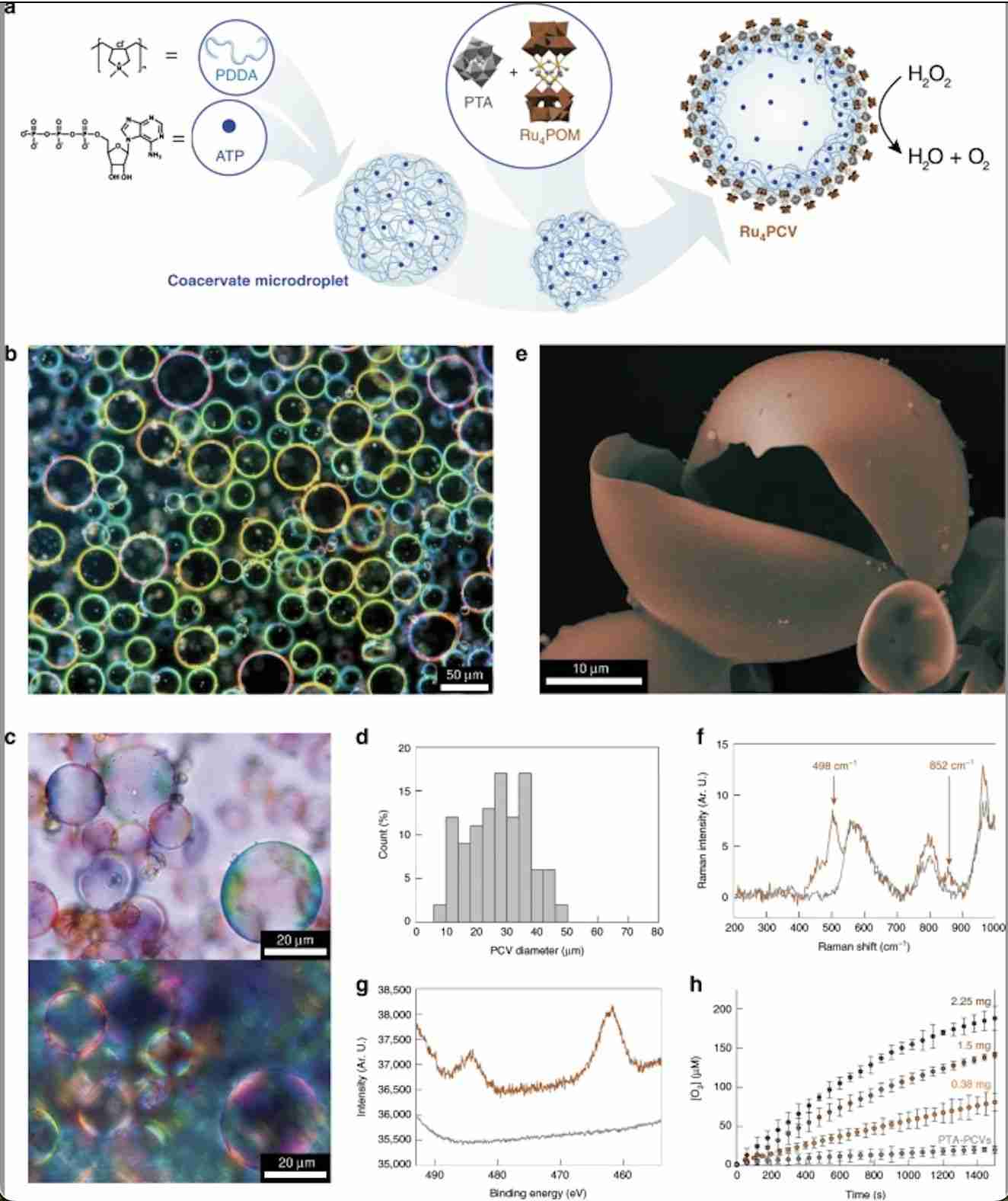 Catalytic activity of synzyme protocells (Pierangelo Gobbo, et al., 2020)