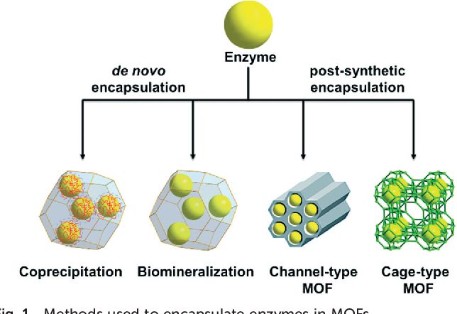 Enzyme encapsulation in metal–organic frameworks for applications in catalysis (M. Majewski, et al., 2017)