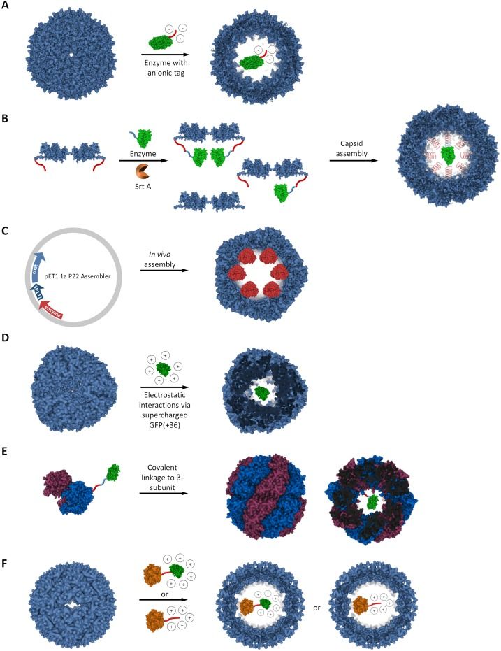 Protein-based enzyme encapsulation methods (Friedrich Bialas, et al., 2021)