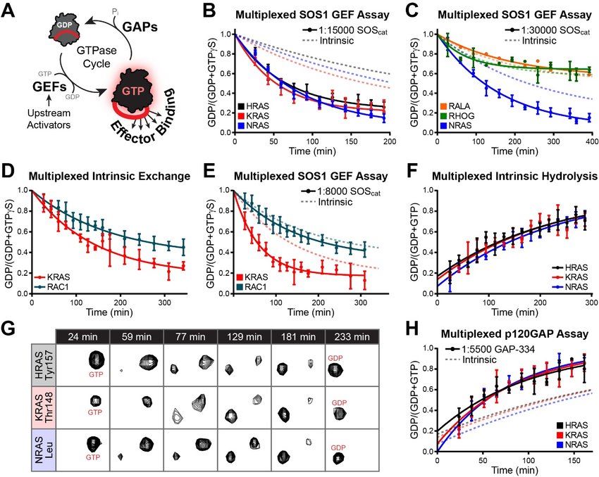 Multiplexed GTPase assays to profile GEFs and GAPs (Ryan K. and Matthew J. S., 2019)