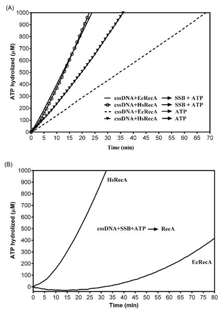 ATPase profile from EcRecA and HsRecA in the presence and absence of SSB protein (Wellington Claiton, et al., 2016)