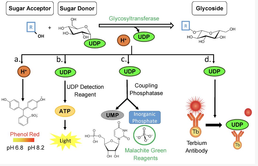 Comparative Analysis of High-Throughput Assays of Family-1 Plant Glycosyltransferases (Kate M. and Wilfried S., 2020)