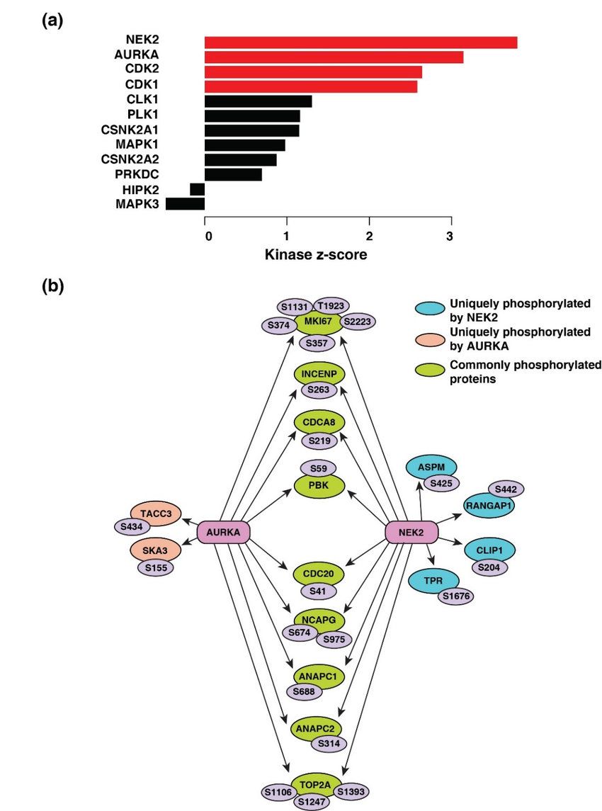 Kinase-substrate enrichment analysis (Barnali Deb., et al., 2020)