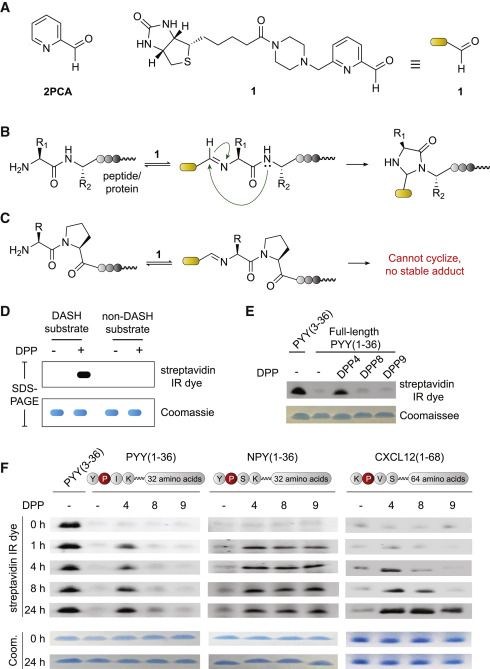 Chemical Strategy for DPP Substrate Profiling (Andrew R. Griswold, et al., 2019)