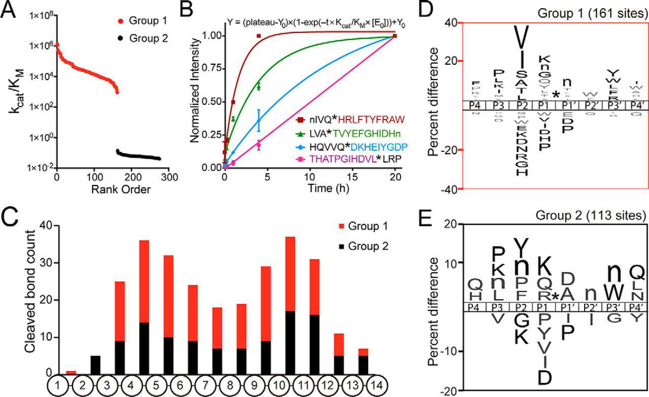 Quantitative multiplex substrate profiling of papain (Lapek John D. Jr., et al., 2019)