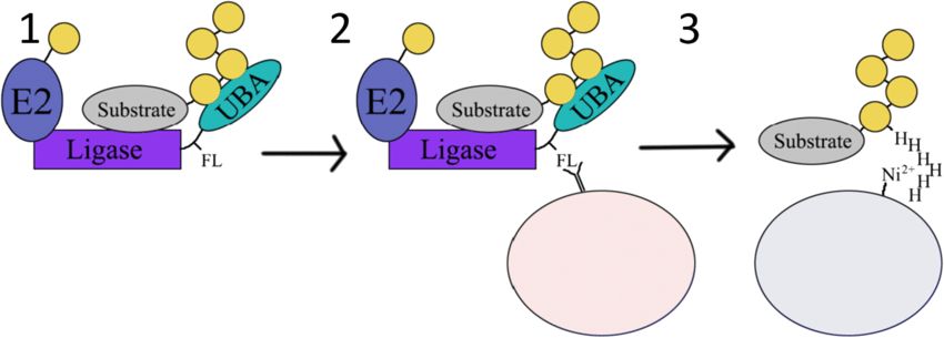 Ubiquitin ligase–substrate trapping (Stephanie Rayner, et al., 2019)