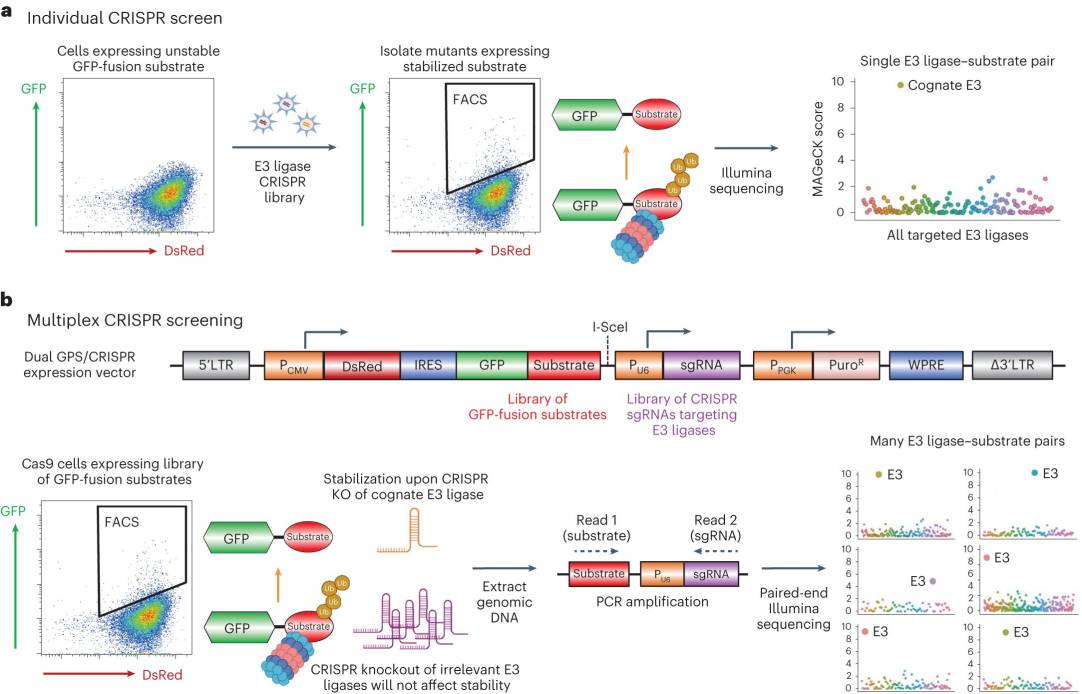 Defining E3 ligase–substrate relationships through multiplex CRISPR screening (Richard T. Timms, et al., 2023)