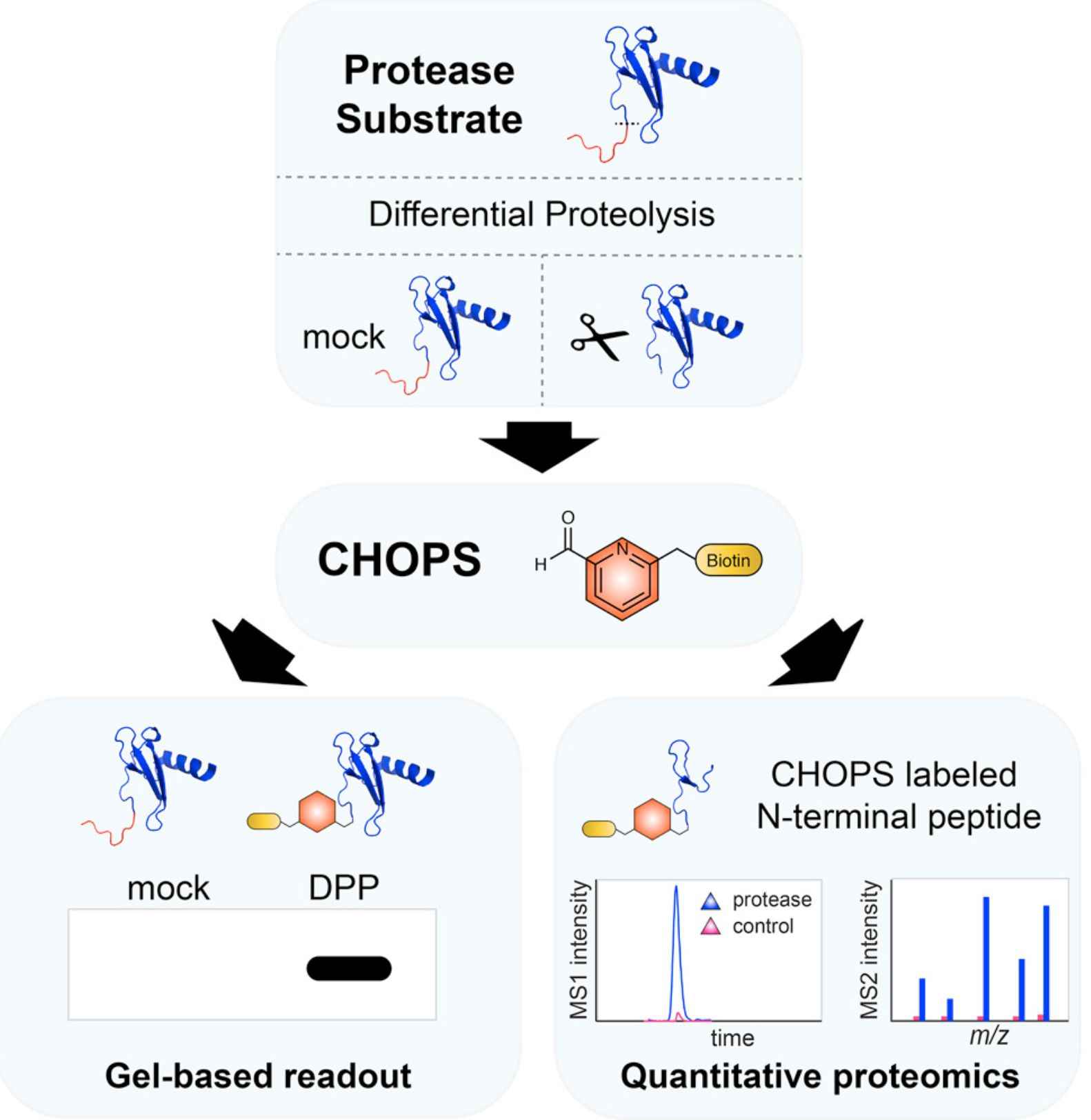 A Chemical Strategy for Protease Substrate Profiling (Andrew R. Griswold, et al., 2019)