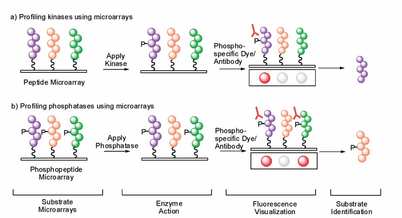 Substrate microarrays for high-throughput enzyme screening(M Uttamchandani, et al., 2009)