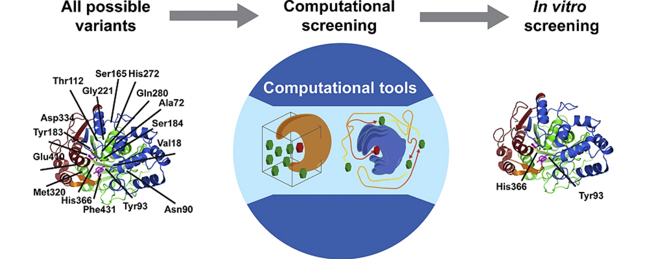 Fig. 1 Computational methods to create enzyme libraries and gain insight into protein-substrate complexes.
