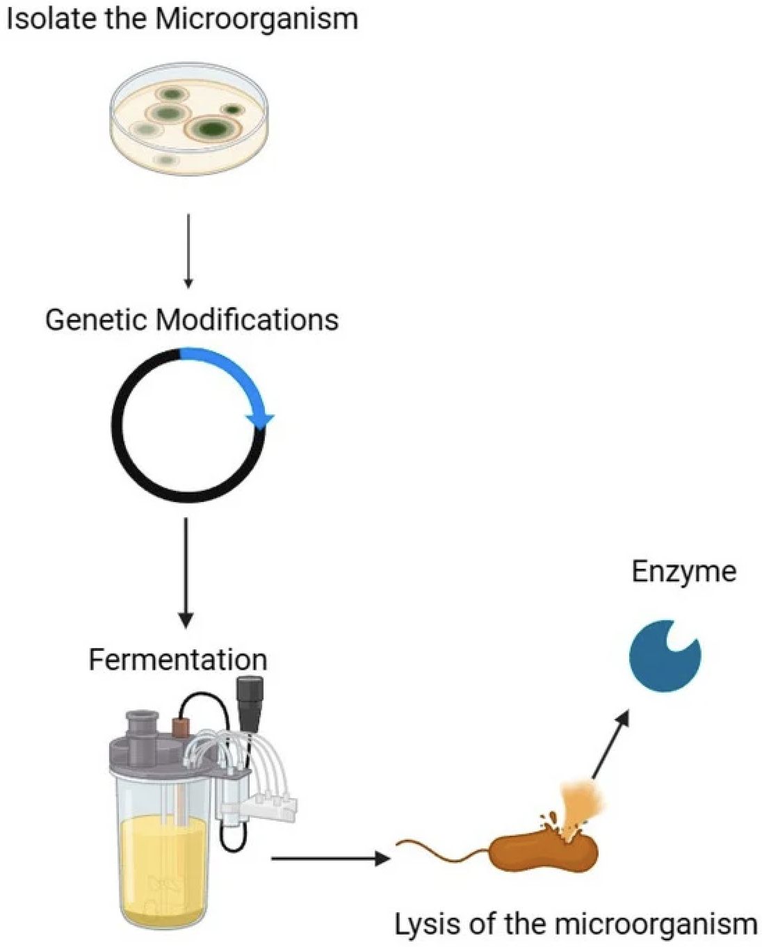 Enzyme upstream process production (Nadia G. and Rodrigo A. S., 2024)