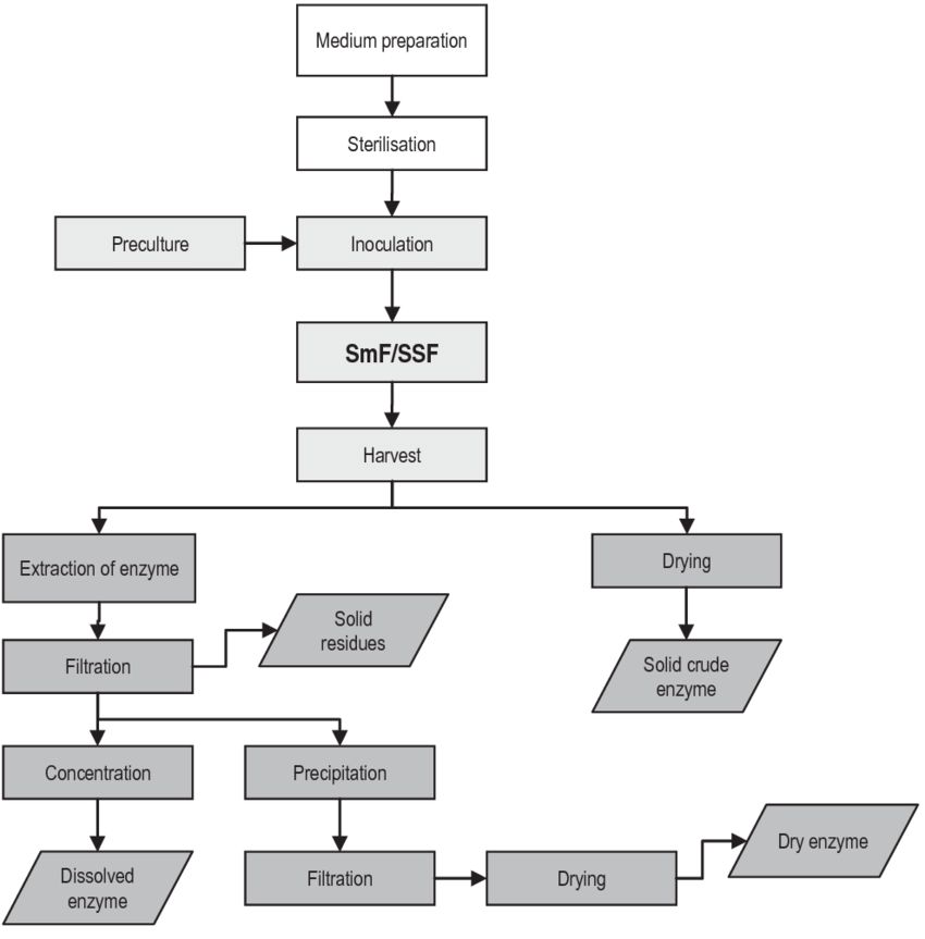 General flowchart of enzyme production: steps in downstream-processing in darker grey boxes (Martin Rühl, 2007)