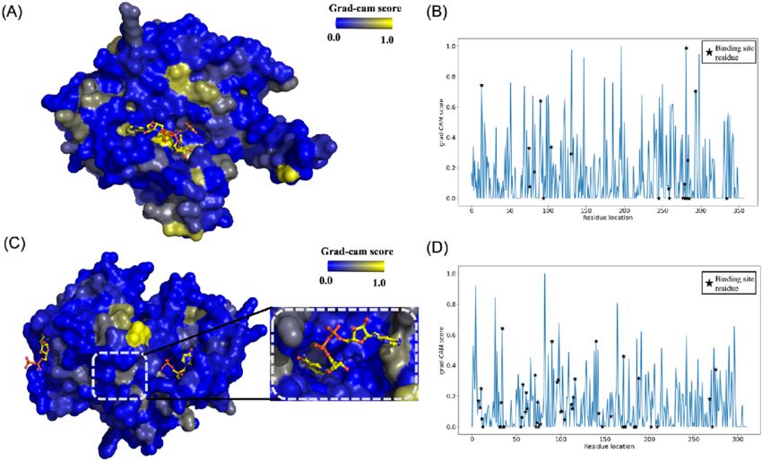 Grad-CAM results for two top enzyme candidates in reaction rules R1 and R2 (Vikas Upadhyay, et al., 2023)