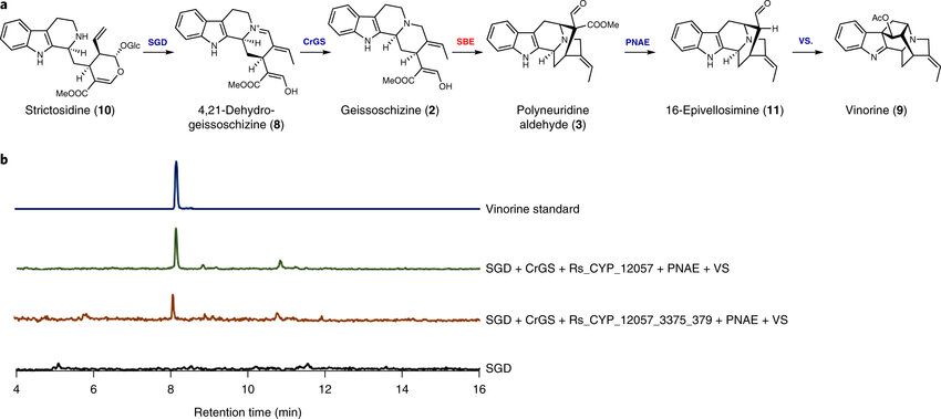 Sarpagan bridge enzyme has substrate-controlled cyclization and aromatization modes (Thu Thuy Thi D., et al., 2018)