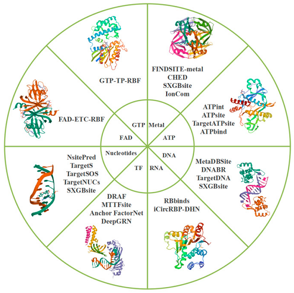 Fig. 1 Tools used in ligand-specific methods to predict binding sites.