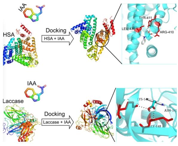 Molecular docking study of biocompatible enzyme interactions (Sana D., et al., 2021)