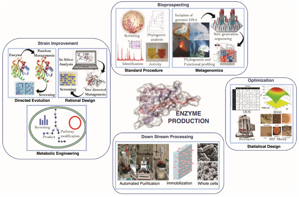 Enzyme Production (Aneesa Fasim, et al., 2020)