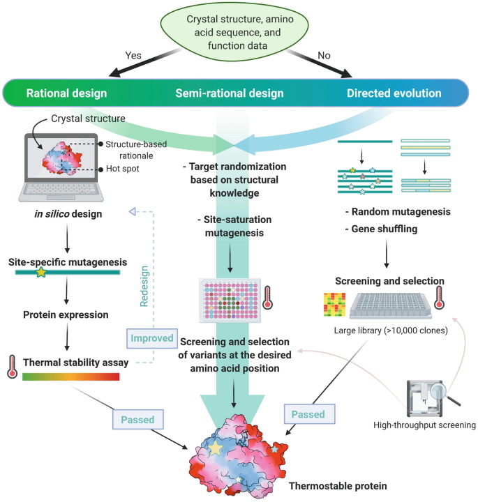 Rational design engineering to improve enzyme thermostability.