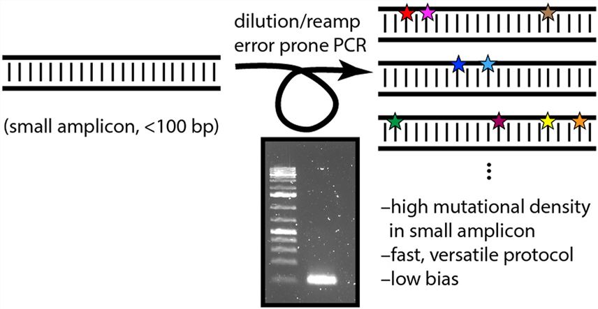 An error-prone PCR method for small amplicons.