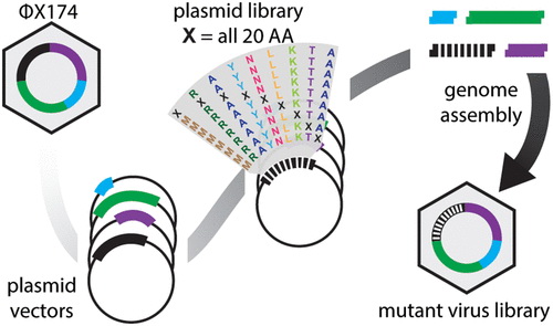 Saturation mutagenesis genome engineering of infective ΦX174 bacteriophage.