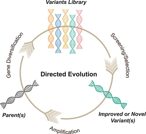 Directed evolution for variants library.