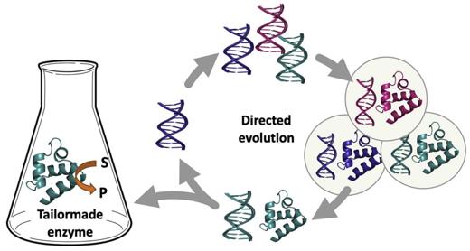 Directed evolution for enzyme development in biocatalysis (Serena G. and Patrice S., 2021)
