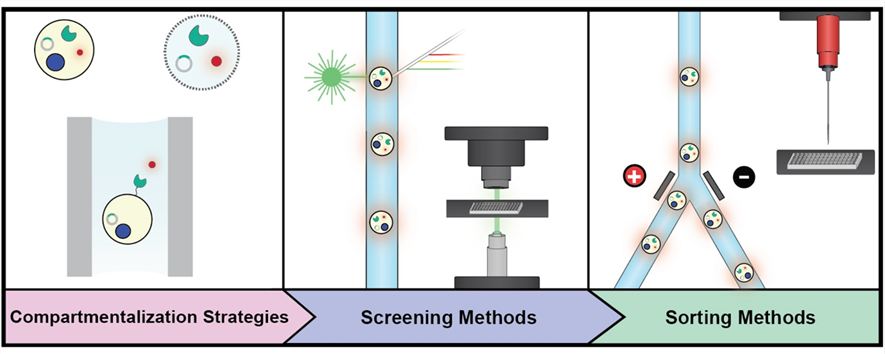 High-throughput screening technologies for enzyme engineering.