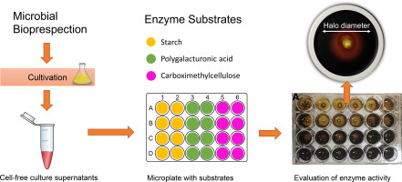 A microplate assay for extracellular hydrolase detection.